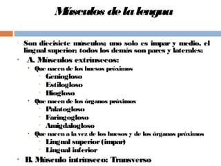 Músculos delalengua
 Son diecisiete músculos; uno solo es impar y medio, el
lingual superior; todos los demás son pares y laterales:
• A. Músculos extrínsecos:
• Que nacen de los huesos próximos
• Geniogloso
• Estilogloso
• Hiogloso
• Que nacen de los órganos próximos
• Palatogloso
• Faringogloso
• Amigdalogloso
• Que nacen a la vez de los huesos y de los órganos próximos
• Lingual superior(impar)
• Lingual inferior
• B. Músculo intrínseco: Transverso
 