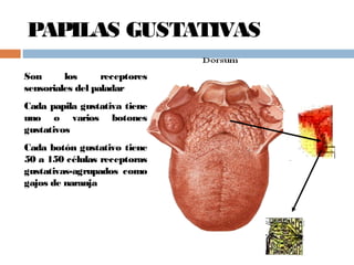 PAPILAS GUSTATIVAS
Son los receptores
sensoriales del paladar
Cada papila gustativa tiene
uno o varios botones
gustativos
Cada botón gustativo tiene
50 a 150 células receptoras
gustativas-agrupados como
gajos de naranja
 