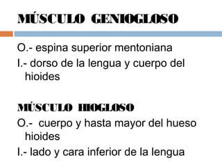 MÚSCULO GENIOGLOSO
O.- espina superior mentoniana
I.- dorso de la lengua y cuerpo del
hioides
MÚSCULO HIOGLOSO
O.- cuerpo y hasta mayor del hueso
hioides
I.- lado y cara inferior de la lengua
 