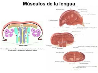 Músculos de la lengua
 