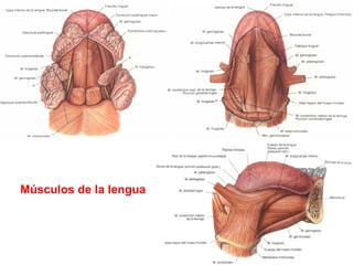Músculos de la lengua
 
