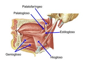 Palatogloso
Palatofaríngeo
Estilogloso
Hiogloso
Geniogloso
 