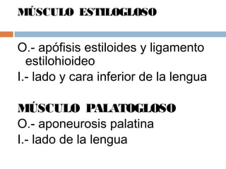 MÚSCULO ESTILOGLOSO
O.- apófisis estiloides y ligamento
estilohioideo
I.- lado y cara inferior de la lengua
MÚSCULO PALATOGLOSO
O.- aponeurosis palatina
I.- lado de la lengua
 