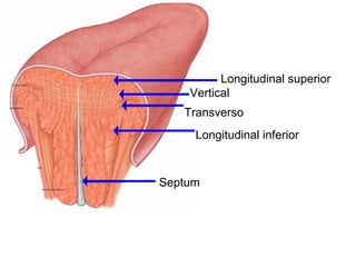 Septum
Longitudinal superior
Longitudinal inferior
Transverso
Vertical
 