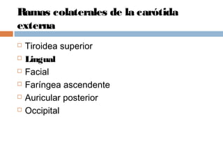 Ramas colaterales de la carótida
externa
 Tiroidea superior
 Lingual
 Facial
 Faríngea ascendente
 Auricular posterior
 Occipital
 