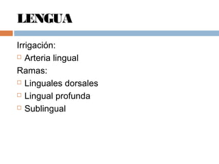 LENGUA
Irrigación:
 Arteria lingual
Ramas:
 Linguales dorsales
 Lingual profunda
 Sublingual
 