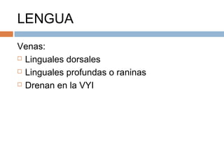 LENGUA
Venas:
 Linguales dorsales
 Linguales profundas o raninas
 Drenan en la VYI
 