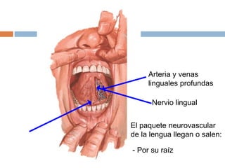 Arteria y venas
linguales profundas
Nervio lingual
El paquete neurovascular
de la lengua llegan o salen:
- Por su raíz
 
