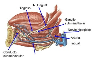 Hiogloso
N. Lingual
Ganglio
submandibular
Nervio hipogloso
Arteria
lingual
Conducto
submandibular
 
