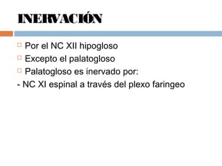 INERVACIÓN
 Por el NC XII hipogloso
 Excepto el palatogloso
 Palatogloso es inervado por:
- NC XI espinal a través del plexo faringeo
 