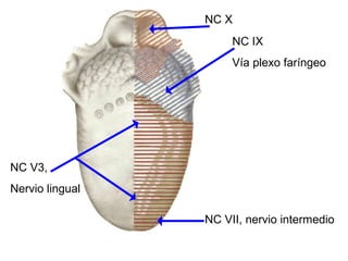 NC VII, nervio intermedio
NC V3,
Nervio lingual
NC IX
Vía plexo faríngeo
NC X
 