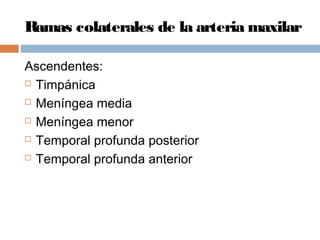 Ramas colaterales de la arteria maxilar
Ascendentes:
 Timpánica
 Meníngea media
 Meníngea menor
 Temporal profunda posterior
 Temporal profunda anterior
 