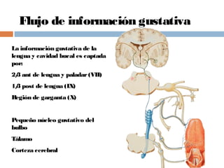 Flujo de información gustativa
La información gustativa de la
lengua y cavidad bucal es captada
por:
2/3 ant de lengua y paladar(VII)
1/3 post de lengua (IX)
Región de garganta (X)
Pequeño núcleo gustativo del
bulbo
Tálamo
Corteza cerebral
 