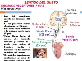 ORGANOS RECEPTORES Y VIAS
Vías gustativas
oLos 2/3 anteriores:
cuerda del tímpano (VII
par)
oEl 1/3 posterior: nervio
glosofaríngeo (IXpar) y
oLas otras áreas distintas
a la lengua : nervio vago
(Xpar).
Estas fibras llegan al
núcleo del fascículo
solitario y cruzan la
media para unirse al
lemnisco medial y
terminan en los núcleos
de relevo del tálamo.
De aquí, los impulsos son
conducidos al área de
SENTIDO DEL GUSTO
 