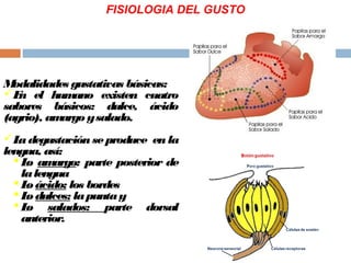 Modalidades gustativas básicas:
En el humano existen cuatro
sabores básicos: dulce, ácido
(agrio), amargo ysalado.
Ladegustación seproduce en la
lengua, así:
 Lo amargo: parte posterior de
lalengua
 Lo ácido: los bordes
 Lo dulces: lapuntay
 Lo salados: parte dorsal
anterior.
FISIOLOGIA DEL GUSTO
 