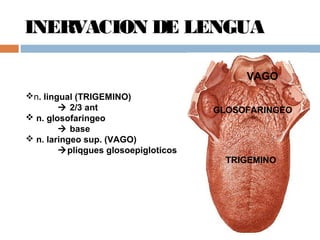 INERVACION DE LENGUA
VAGO
GLOSOFARINGEO
TRIGEMINO
n. lingual (TRIGEMINO)
 2/3 ant
 n. glosofaringeo
 base
 n. laringeo sup. (VAGO)
pliqgues glosoepigloticos
 