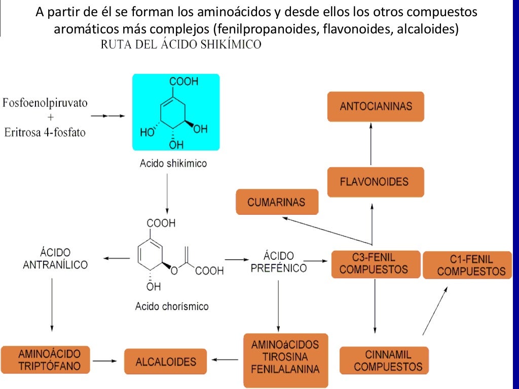 Clase de metabolitos secundarios y ruta de acido shikimico por Q.F Ma…