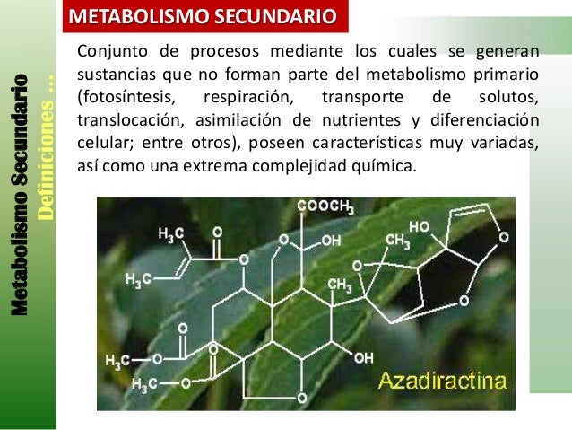 No hacer esto si higado metabolismo