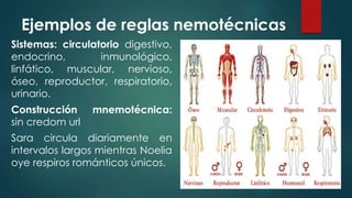 Ejemplos de reglas nemotécnicas
Sistemas: circulatorio digestivo,
endocrino, inmunológico,
linfático, muscular, nervioso,
óseo, reproductor, respiratorio,
urinario.
Construcción mnemotécnica:
sin credom url
Sara circula diariamente en
intervalos largos mientras Noelia
oye respiros románticos únicos.
 