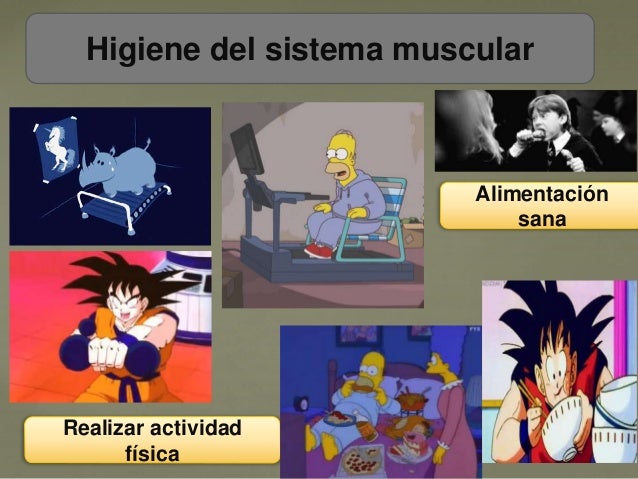 Sistema muscular