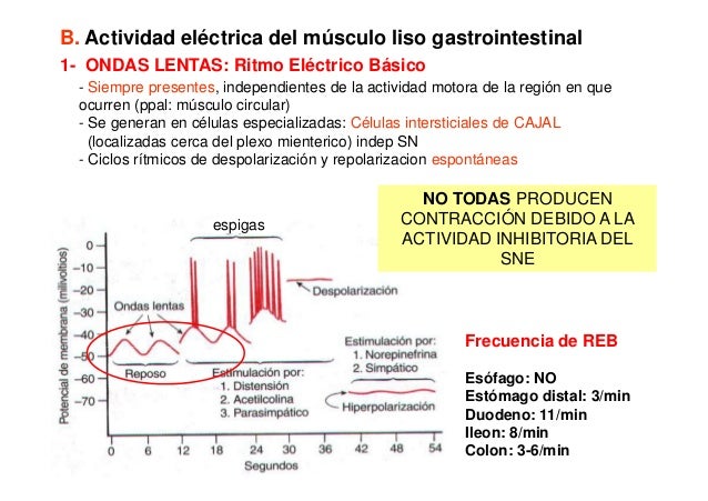 Clase de motilidad web 6 10