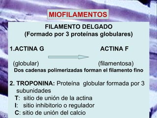 MIOFILAMENTOS
FILAMENTO DELGADO
(Formado por 3 proteínas globulares)
1.ACTINA G ACTINA F
(globular) (filamentosa)
Dos cadenas polimerizadas forman el filamento fino
2. TROPONINA: Proteína globular formada por 3
subunidades
T: sitio de unión de la actina
I: sitio inhibitorio o regulador
C: sitio de unión del calcio
 