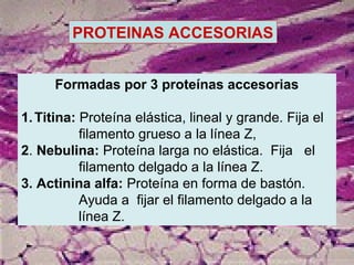 PROTEINAS ACCESORIAS
Formadas por 3 proteínas accesorias
1.Titina: Proteína elástica, lineal y grande. Fija el
filamento grueso a la línea Z,
2. Nebulina: Proteína larga no elástica. Fija el
filamento delgado a la línea Z.
3. Actinina alfa: Proteína en forma de bastón.
Ayuda a fijar el filamento delgado a la
línea Z.
 