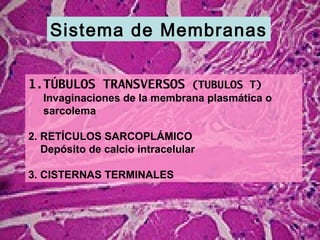 Sistema de Membranas
1.TÚBULOS TRANSVERSOS (TUBULOS T)
Invaginaciones de la membrana plasmática o
sarcolema
2. RETÍCULOS SARCOPLÁMICO
Depósito de calcio intracelular
3. CISTERNAS TERMINALES
 
