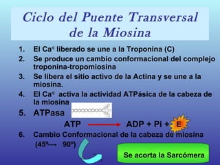 Ciclo del Puente Transversal
de la Miosina
1. El Ca+2
liberado se une a la Troponina (C)
2. Se produce un cambio conformacional del complejo
troponina-tropomiosina
3. Se libera el sitio activo de la Actina y se une a la
miosina.
4. El Ca+2
activa la actividad ATPásica de la cabeza de
la miosina
5. ATPasa
ATP ADP + Pi + E
6. Cambio Conformacional de la cabeza de miosina
(45º 90º)
Se acorta la Sarcómera
E
 