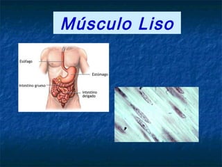Músculo Liso
 