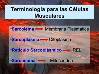 Terminología para las Células
Musculares
•Sarcolema Membrana Plasmática
•Sarcoplasma Citoplasma
•Retículo Sarcoplásmico REL
•Sarcosoma Mitocondria
 