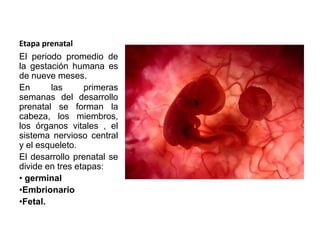 Etapa prenatal
El periodo promedio de
la gestación humana es
de nueve meses.
En      las      primeras
semanas del desarrollo
prenatal se forman la
cabeza, los miembros,
los órganos vitales , el
sistema nervioso central
y el esqueleto.
El desarrollo prenatal se
divide en tres etapas:
• germinal
•Embrionario
•Fetal.
 
