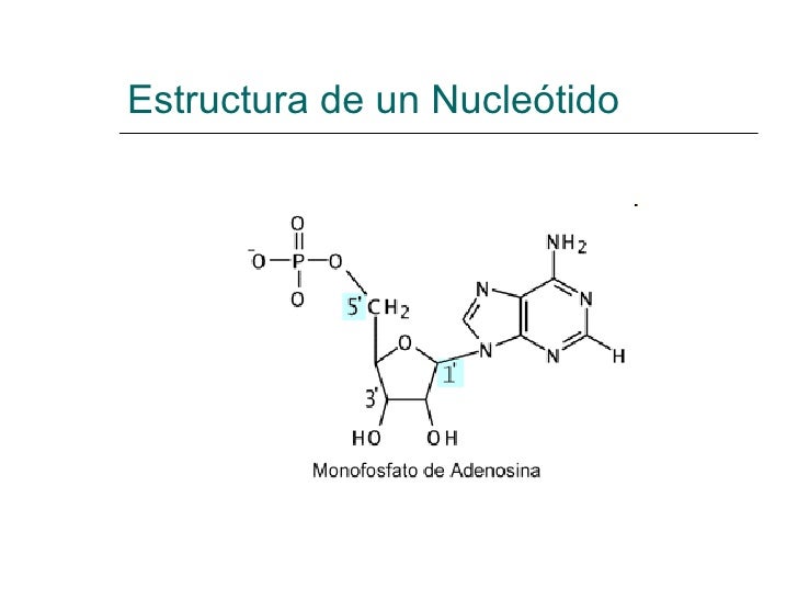 Clase de Núcleo Celular