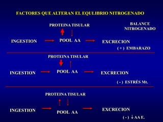 FACTORES QUE ALTERAN EL EQULIBRIO NITROGENADO

             PROTEINA TISULAR             BALANCE
                                        NITROGENADO


INGESTION        POOL AA        EXCRECION
                                     ( + ) EMBARAZO

             PROTEINA TISULAR



INGESTION       POOL AA         EXCRECION

                                     ( - ) ESTRÉS Mt.


            PROTEINA TISULAR


INGESTION                       EXCRECION
                POOL AA
                                        ( - ) ↓ AA E.
 