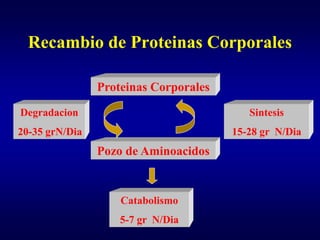 Recambio de Proteinas Corporales

                Proteinas Corporales

Degradacion                               Sintesis
20-35 grN/Dia                          15-28 gr N/Dia
                Pozo de Aminoacidos


                    Catabolismo
                    5-7 gr N/Dia
 