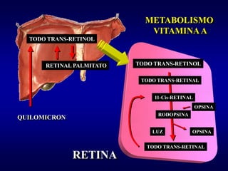 METABOLISMO
                             VITAMINA A
  TODO TRANS-RETINOL



      RETINAL PALMITATO   TODO TRANS-RETINOL

                           TODO TRANS-RETINAL


                               11-Cis-RETINAL
                                                OPSINA
                                RODOPSINA
QUILOMICRON

                              LUZ           OPSINA


                             TODO TRANS-RETINAL
              RETINA
 