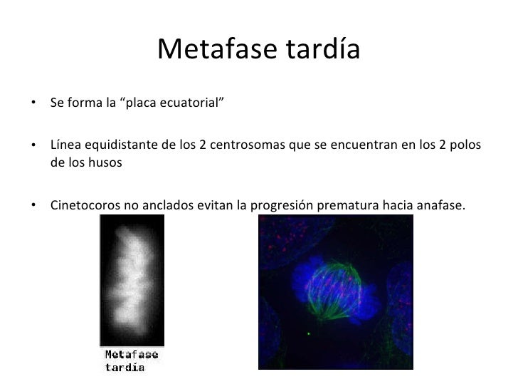 Resultado de imagen para metafase tardia