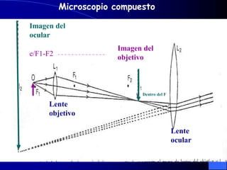 Imagen del
objetivo
Imagen del
ocular
Lente
objetivo
Lente
ocular
Microscopio compuesto
e/F1-F2
Dentro del F
 