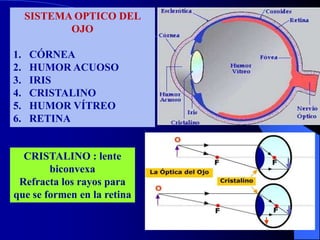 SISTEMA OPTICO DEL
OJO
1. CÓRNEA
2. HUMOR ACUOSO
3. IRIS
4. CRISTALINO
5. HUMOR VÍTREO
6. RETINA
CRISTALINO : lente
biconvexa
Refracta los rayos para
que se formen en la retina
 