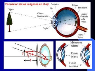 Clase de optica