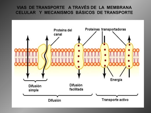 Clase de osmosis, transporte activo de soluto PPT