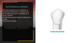 ►Es más angosta que la vestibular, su
superficie es totalmente convexa y lisa,
encontramos la mayor convexidad en el
tercio cervical
►Esta tiene una desviación de distal hacia
mesial
►Presenta un lóbulo
2DO PREMOLAR SUPERIOR
CARA PALATINA
 