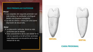 Mesial
Las cúspides del segundo premolar son
más cortas y la vestibular y la lingual
tienen una longitud semejante.
La raíz es cónica y única,con una suave
depresión de desarrollo.
2DO PREMOLAR SUPERIOR
CARA PROXIMAL
DISTAL
MESIAL
Distal
La depresión radicular distal es más
profunda que la mesial.
Esta característica de la cara distal de la
raíz es opuesta a la del primer premolar
cuya depresión se encuentra en la cara
mesial de la raíz.
 