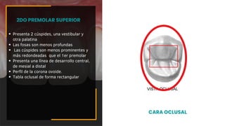 Presenta 2 cúspides, una vestibular y
otra palatina
Las fosas son menos profundas
Las cúspides son menos prominentes y
más redondeadas que el 1er premolar
Presenta una línea de desarrollo central,
de mesial a distal
Perfil de la corona ovoide.
Tabla oclusal de forma rectangular
2DO PREMOLAR SUPERIOR
CARA OCLUSAL
 