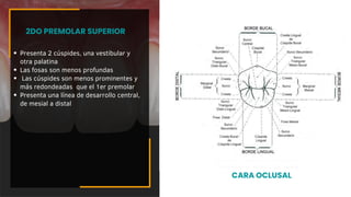 Presenta 2 cúspides, una vestibular y
otra palatina
Las fosas son menos profundas
Las cúspides son menos prominentes y
más redondeadas que el 1er premolar
Presenta una línea de desarrollo central,
de mesial a distal
2DO PREMOLAR SUPERIOR
CARA OCLUSAL
 