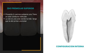 Presenta 2 cuernos pulpares uno Tiene
un solo conducto radicular
La raíz es una sola siendo la más larga
que la del primer premolar
2DO PREMOLAR SUPERIOR
CONFIGURACION INTERNA
 