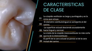 CARACTERISTICAS
DE CLASE
La cúspide vestibular es larga y puntiaguda y es la
única que ocluye.
El diámetro vestibulolingual es semejante al del
canino.
La superficie oclusal desciende acusadamente
hacia lingual y cervical.
La cresta de la cúspide mesiovestibular es más corta
que la de la distovestibular.
El perfil de la cara oclusal se parece al de la cara
incisal del canino
01
02
03
04
05
 