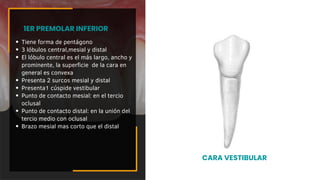 Tiene forma de pentágono
3 lóbulos central,mesial y distal
El lóbulo central es el más largo, ancho y
prominente, la superficie de la cara en
general es convexa
Presenta 2 surcos mesial y distal
Presenta1 cúspide vestibular
Punto de contacto mesial: en el tercio
oclusal
Punto de contacto distal: en la unión del
tercio medio con oclusal
Brazo mesial mas corto que el distal
1ER PREMOLAR INFERIOR
CARA VESTIBULAR
 