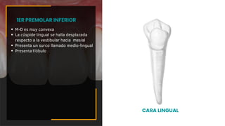 M-D es muy convexa
La cúspide lingual se halla desplazada
respecto a la vestibular hacia mesial
Presenta un surco llamado medio-lingual
Presenta1lóbulo
1ER PREMOLAR INFERIOR
CARA LINGUAL
 