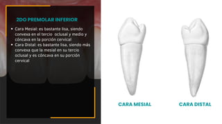 Cara Mesial: es bastante lisa, siendo
convexa en el tercio oclusal y medio y
cóncava en la porción cervical
Cara Distal: es bastante lisa, siendo más
convexa que la mesial en su tercio
oclusal y es cóncava en su porción
cervical
2DO PREMOLAR INFERIOR
CARA MESIAL CARA DISTAL
 
